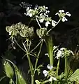 Früchte des Apulischen Zirmets