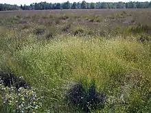 Weißes Schnabelried (Rhynchospora alba)