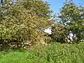 Burgruine von Südwesten