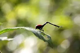 Giraffenhalskäfer
