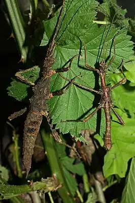Pärchen vom Zuchtstamm aus Marinfata