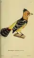 Haubenbartvogel (Trachyphonus vaillantii) gemalt von Jean-Gabriel Prêtre, Gravur Annedouche