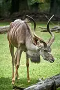 Großer Kudu