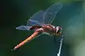 Tramea abdominalis