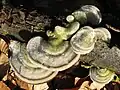 Striegelige TrameteTrametes hirsuta