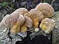 Ockerfarbene oder Vielfarbige TrameteTrametes ochracea