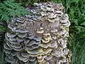 Schmetterlingstramete (Trametes versicolor) dimilater Fruchtkörper