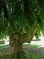 Detailaufnahme des Stammes der Trauerbuche