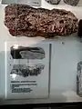 Fossiles Treibholz mit Muschelbesatz