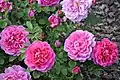 ‘Princess Anne’, David Austin, vor 2009