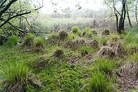Sphagnum und Bulte
