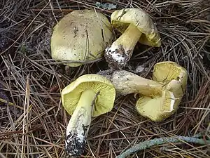 GrünlingTricholoma equestre