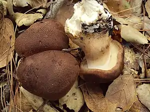 Feinschuppiger RitterlingTricholoma imbricatum