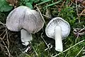 Gemeiner Erd-RitterlingTricholoma terreum