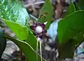 Blüte von Trichopus zeylanicus