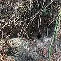 Labyrinthspinne vor ihrem Trichter