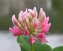 Schwedenklee(Trifolium hybridum)