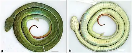 Dorsal- und Ventralansicht