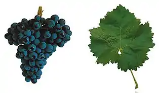 ‘Trincadeira’