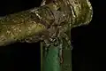 Ein wildlebendes Weibchen in Trinidad