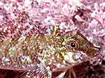 Tripterygion tartessicum