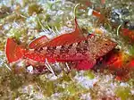 Roter Spitzkopfschleimfisch