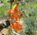 Tritonia nelsonii