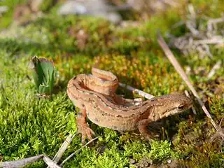 Männlicher Teichmolch (Triturus vulgaris)