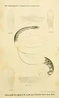 Tropidophis taczanowskyi
