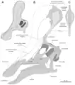 Moderne Interpretation des Schädelaufbaus.