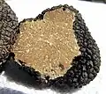 Sommer-TrüffelTuber blotii