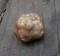 Flaumige TrüffelTuber gibbosum