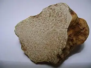 Weiße TrüffelTuber magnatum