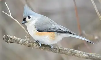 Grauhäubchenmeise (Baeolophus bicolor):typische nordamerikanische Art.