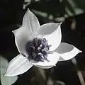 ‘Alba Coerulea Occulata’