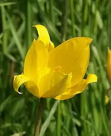 Wilde Tulpe