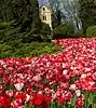 Tulpenblüte