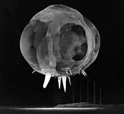 Der wachsende Feuerball einer der Snapper-Explosionen fotografiert mit einer Rapatronic-Kamera. Der Durchmesser des Feuerballs beträgt etwa 20 Meter. Die scheinbaren Ausstülpungen an der Unterseite sind durch Befestigungskabel des Bombenturms verursacht, welche die Wärmestrahlung des Feuerballs absorbieren. Diese Ausstülpungen werden als „Rope Trick“-Effekt bezeichnet.
