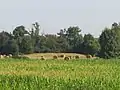 Feld über der Nekropole (Tumulus) von Les Prés-de-l’Eau