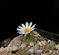 Turbinicarpus schmiedickeanus subsp. klinkerianus