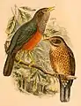 Turdus poliocephalus celebensis Verbreitung: Neuguinea