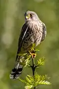 Turmfalke im NSG