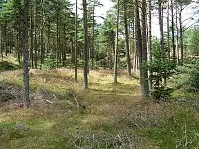Küstenwald von Tved