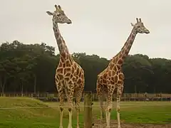 Rothschild-Giraffen