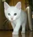 Weiße Katze mit Iris-Heterochromie