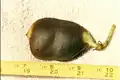 Frucht von Tylosema esculenta