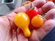 Kirschtomaten