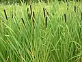 Schilf (Typha latifolia)