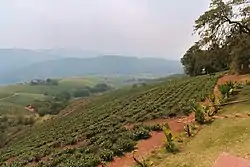 Teeplantage in Tzaneen