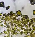 Einkristalle von Urantetrachlorid (Bildbreite ca. 7 mm)